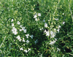Satureja alternipilosa
